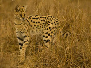 serval 